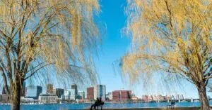 Boston &Amp; Pennsylvania Featured Stories 2 April 12, 2026 A Tranquil Spring Scene In Boston Featuring Weeping Willow Trees By The River With City Skyline In The Background.
