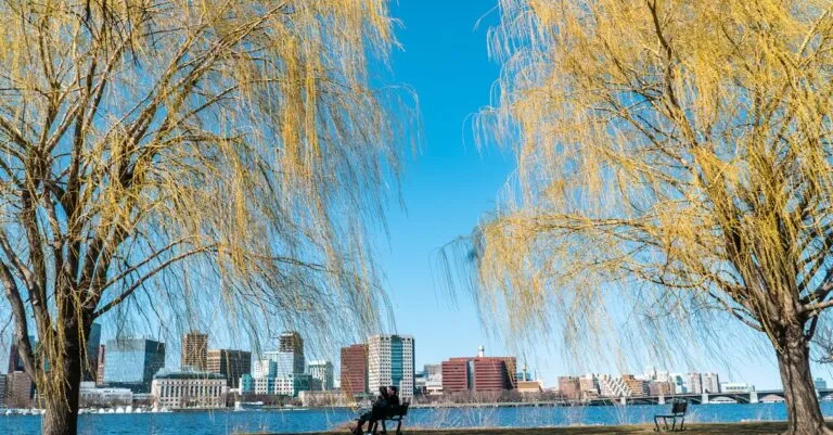 New York Blogs | Articles | News | Tips &Amp; Tricks | Video | Faq | Information | Infograph. 10 June 11, 2026 A Tranquil Spring Scene In Boston Featuring Weeping Willow Trees By The River With City Skyline In The Background.